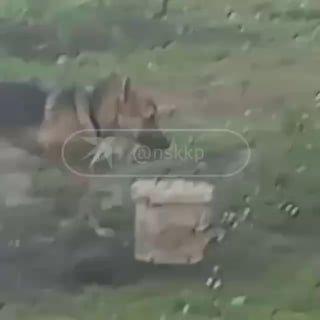 Немецкую овчарку приковали на пустыре под Новосибирском