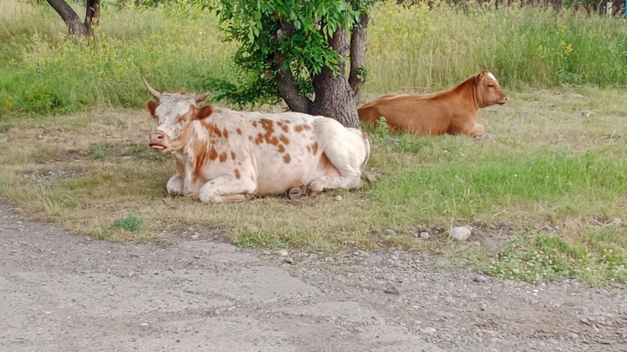«Их уже зашугали бедных, они боятся», - пишут нам жители КСРЗ. Там...