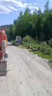 Медведь встал на дежурство на трассе под Северо-Енисейском. В Красноярском...
