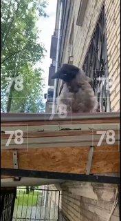 Ручную ворону застрелили из винтовки в Колпино. Птицу давно подкармливали...