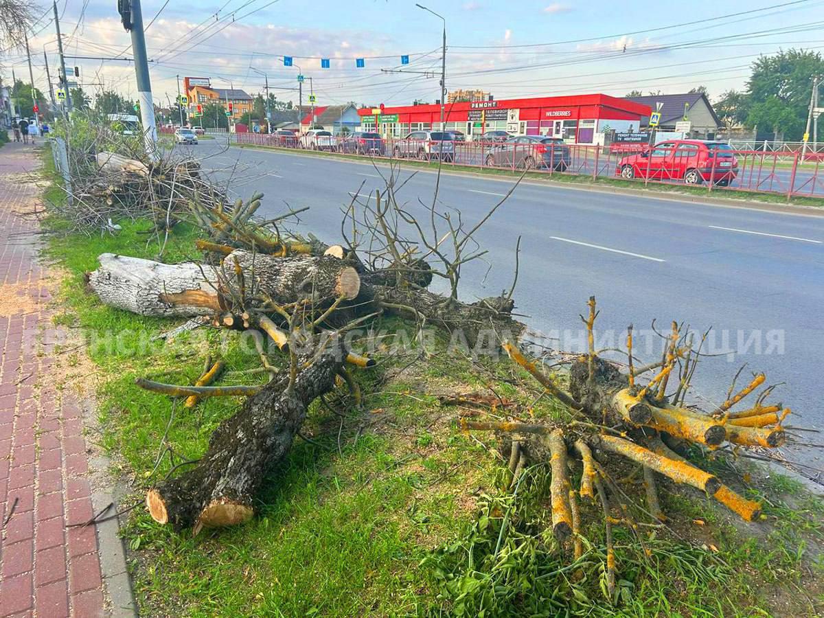 В Брянске продолжают рубить, зараженные ясеневой златкой деревья