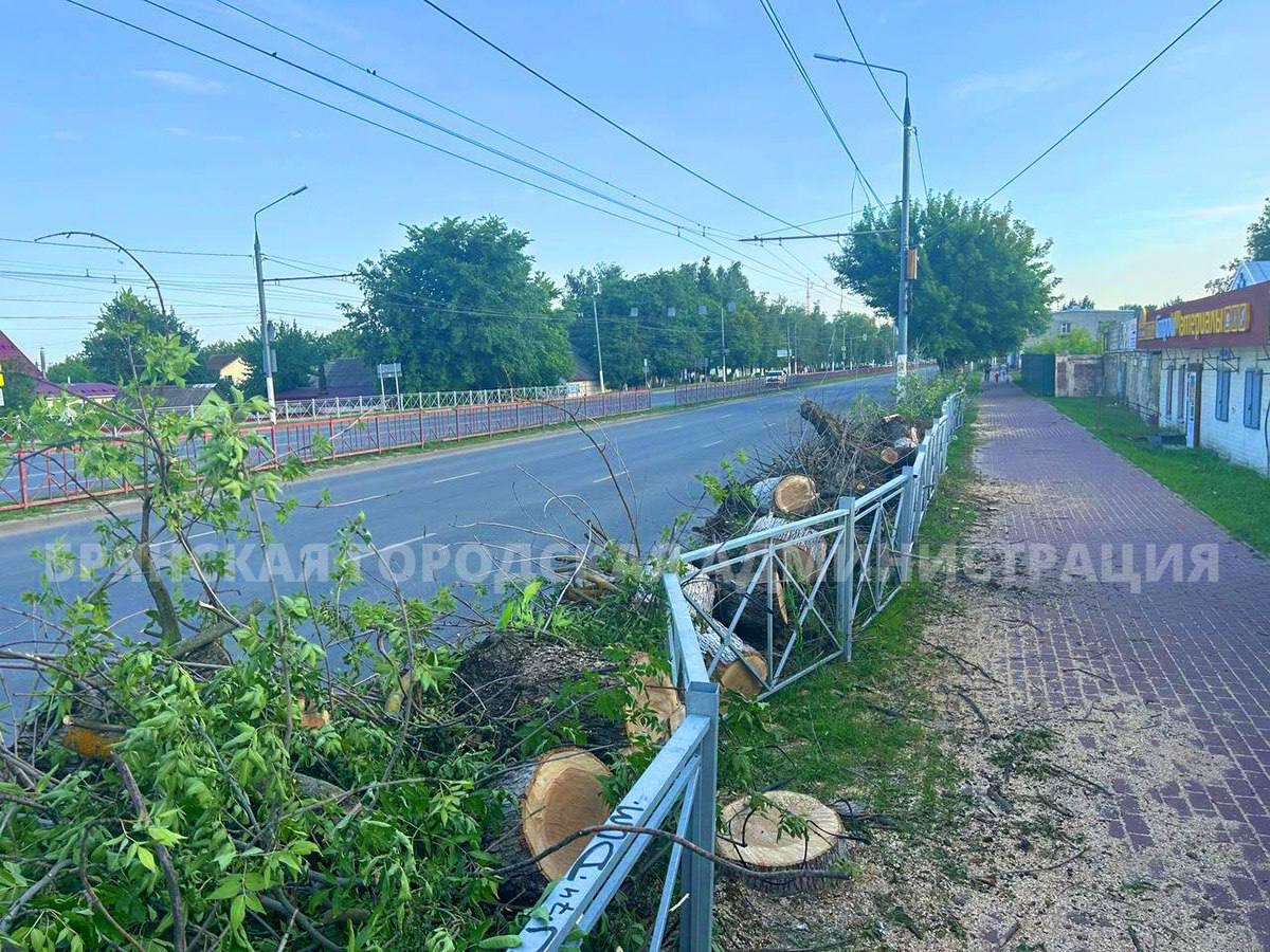 В Брянске продолжают рубить, зараженные ясеневой златкой деревья