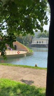 Беда снова пришла к лебедям на Патриках