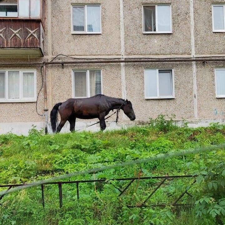 В Ревде теперь ещё и конь гуляет по городу. Помимо хайповых свинок, жители...