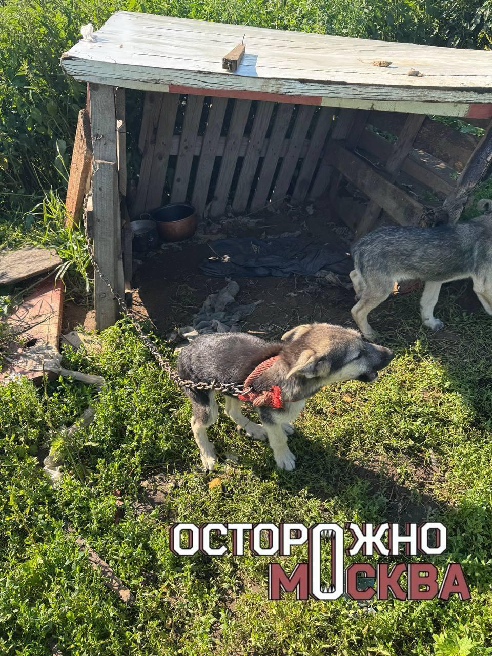 Осторожно, жесткие кадры! В Люберецком районе жители заявили в полицию на...