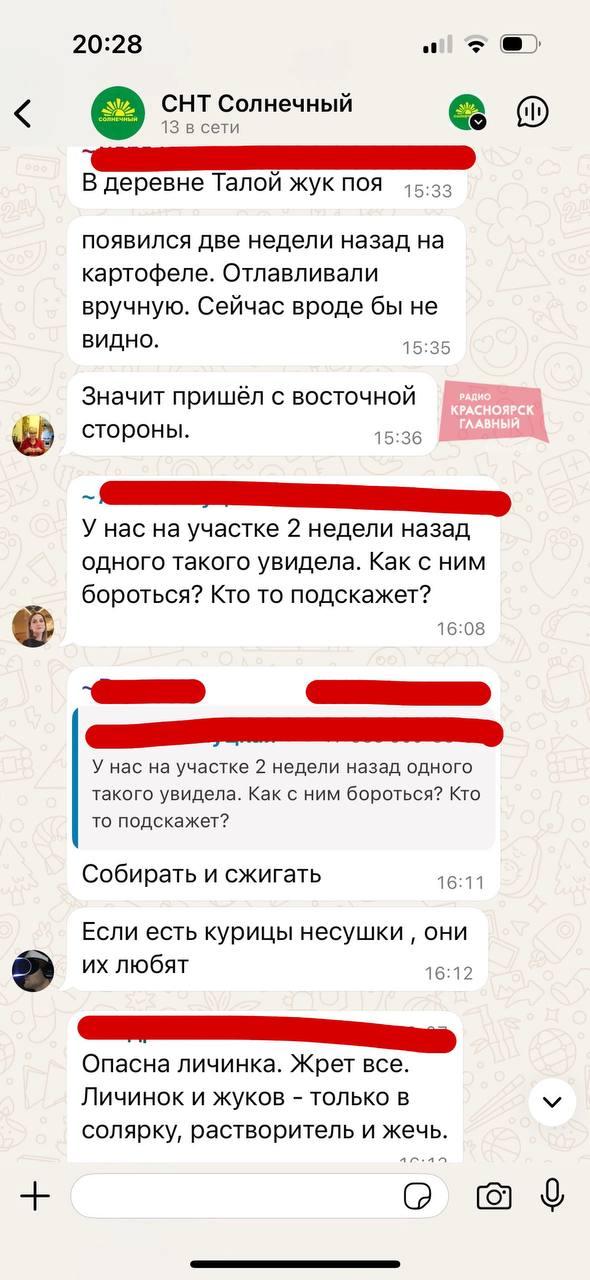Красноярские дачники начали массово жаловаться на колорадского жука