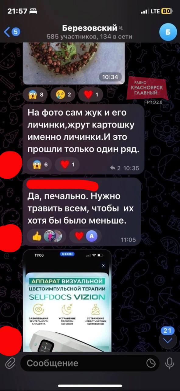 Красноярские дачники начали массово жаловаться на колорадского жука