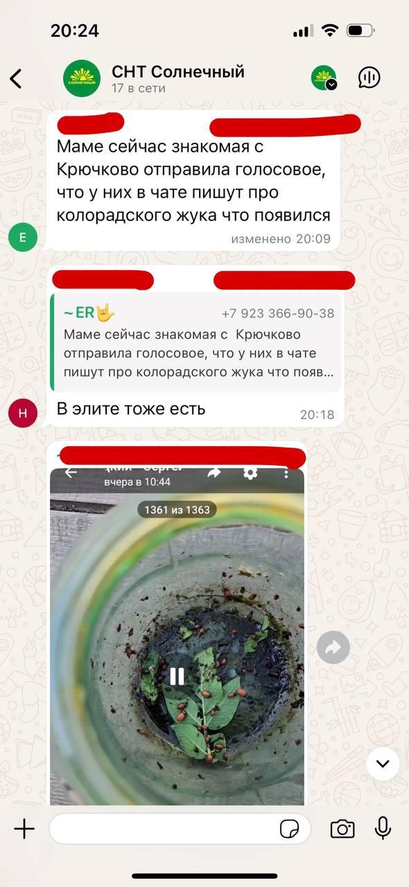 Красноярские дачники начали массово жаловаться на колорадского жука