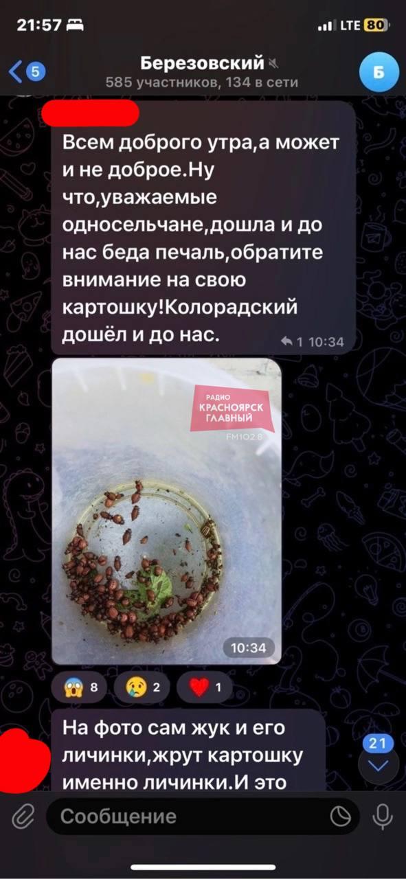 Красноярские дачники начали массово жаловаться на колорадского жука