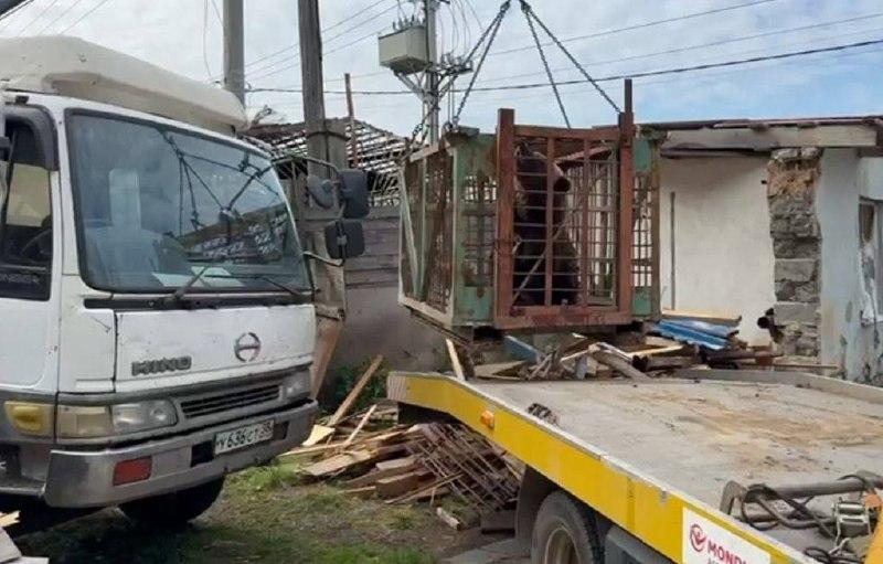 Маша больше не одна — медведицу спасли из заброшенного зоопарка. Медведица...