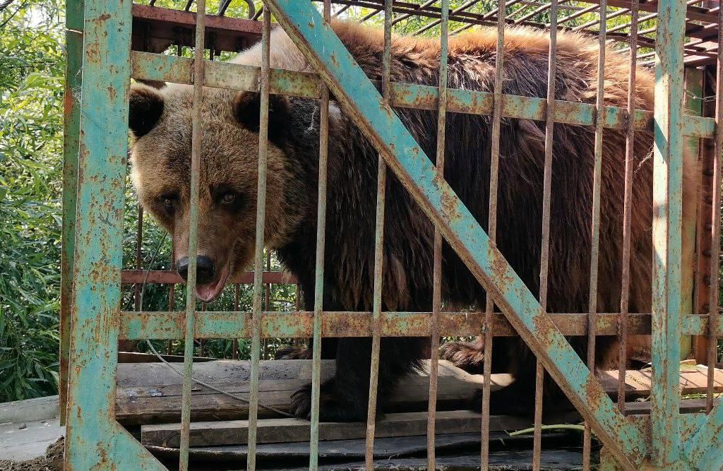 Маша больше не одна — медведицу спасли из заброшенного зоопарка. Медведица...