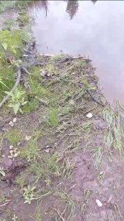 Нашествие ядовитых змей в Петербурге: всё больше и больше гадюк появляется в...