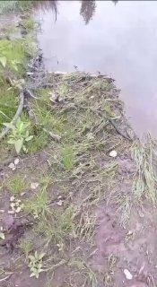 В Ленобласти заметно прибавилось змей На небольшом участке обнаружили сразу...