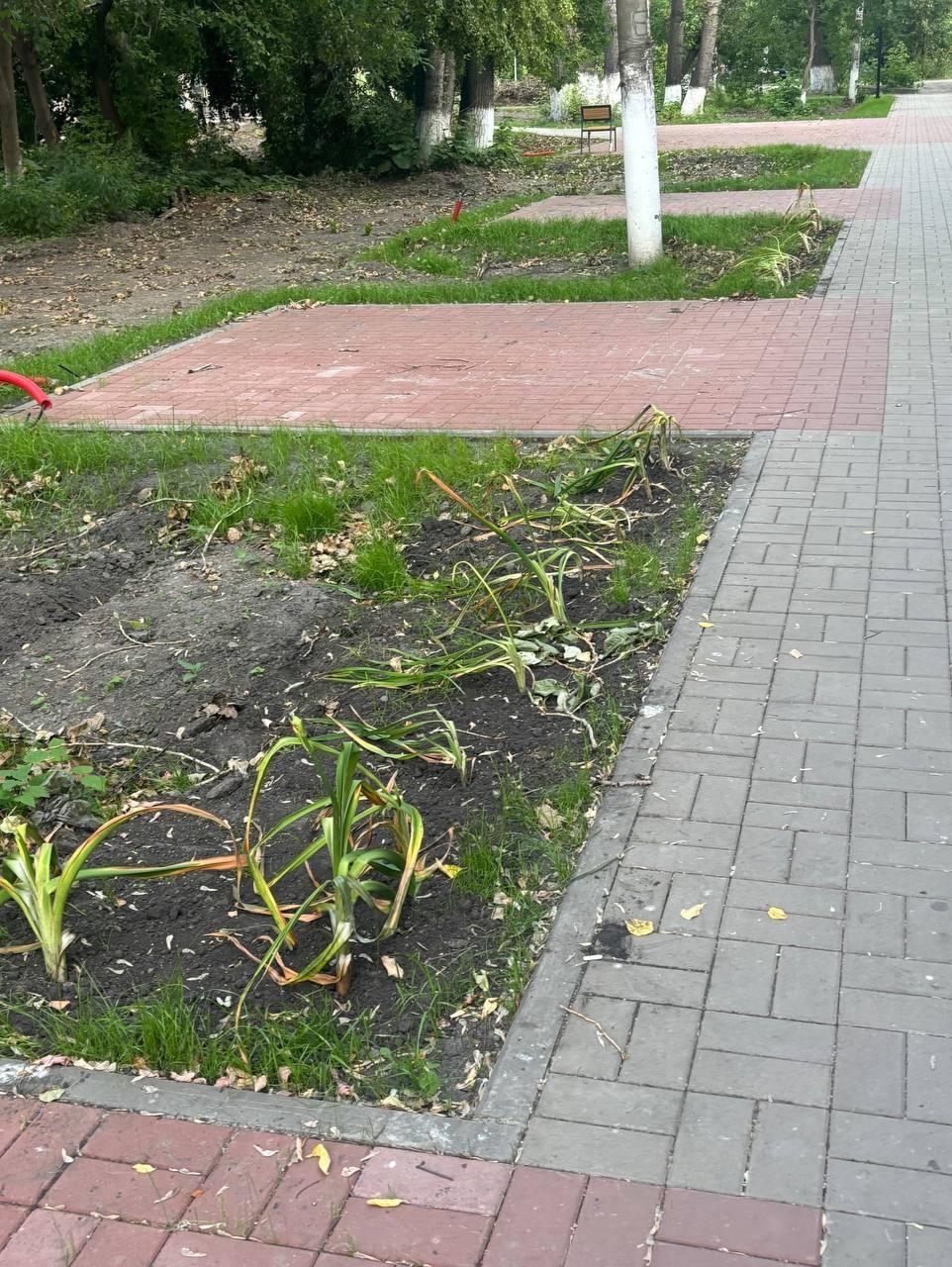 На аллее Юбилейная засыхают деревья и цветы, которые были высажены совсем...
