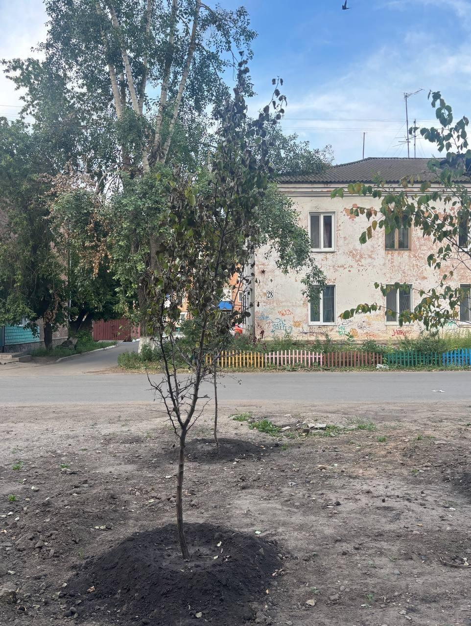 На аллее Юбилейная засыхают деревья и цветы, которые были высажены совсем...