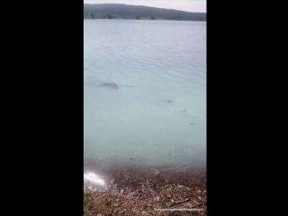 Водоем загрязнили у острова Зуй в Братске Природоохранная прокуратура...