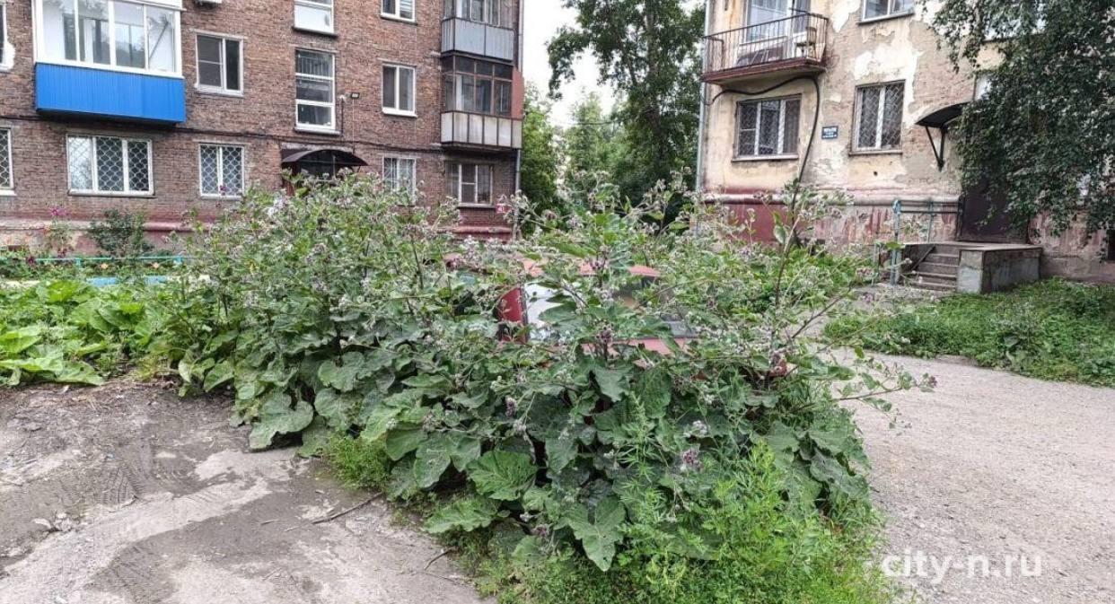 В Новокузнецке «жигули» заросли лопухами и превратились в зелёный «оазис» во...