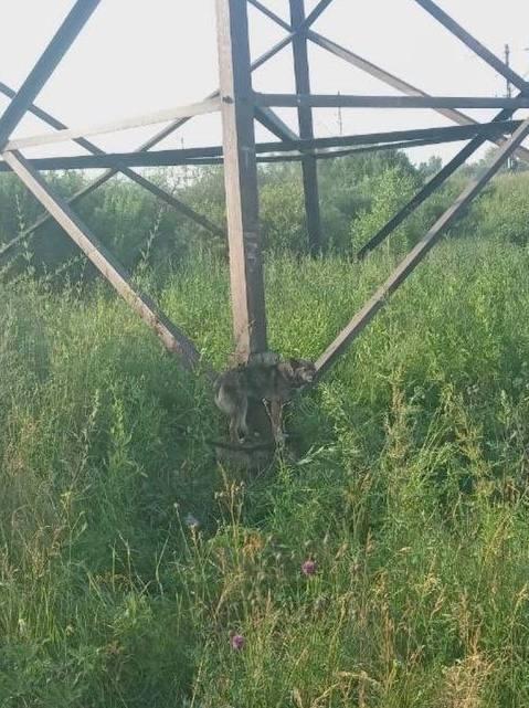 В Иланском собаку привязали к столбу и оставили на жаре В районе...