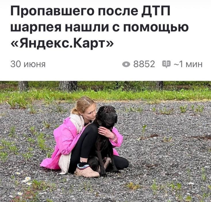 История со счастливым концом: после ДТП шарпей сбежал из машины — хозяевам посоветовали гениальный способ его найти.