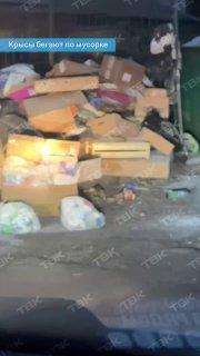 На одной из мусорок Красноярска насчитали более 40 крыс Грызуны живут у баков...