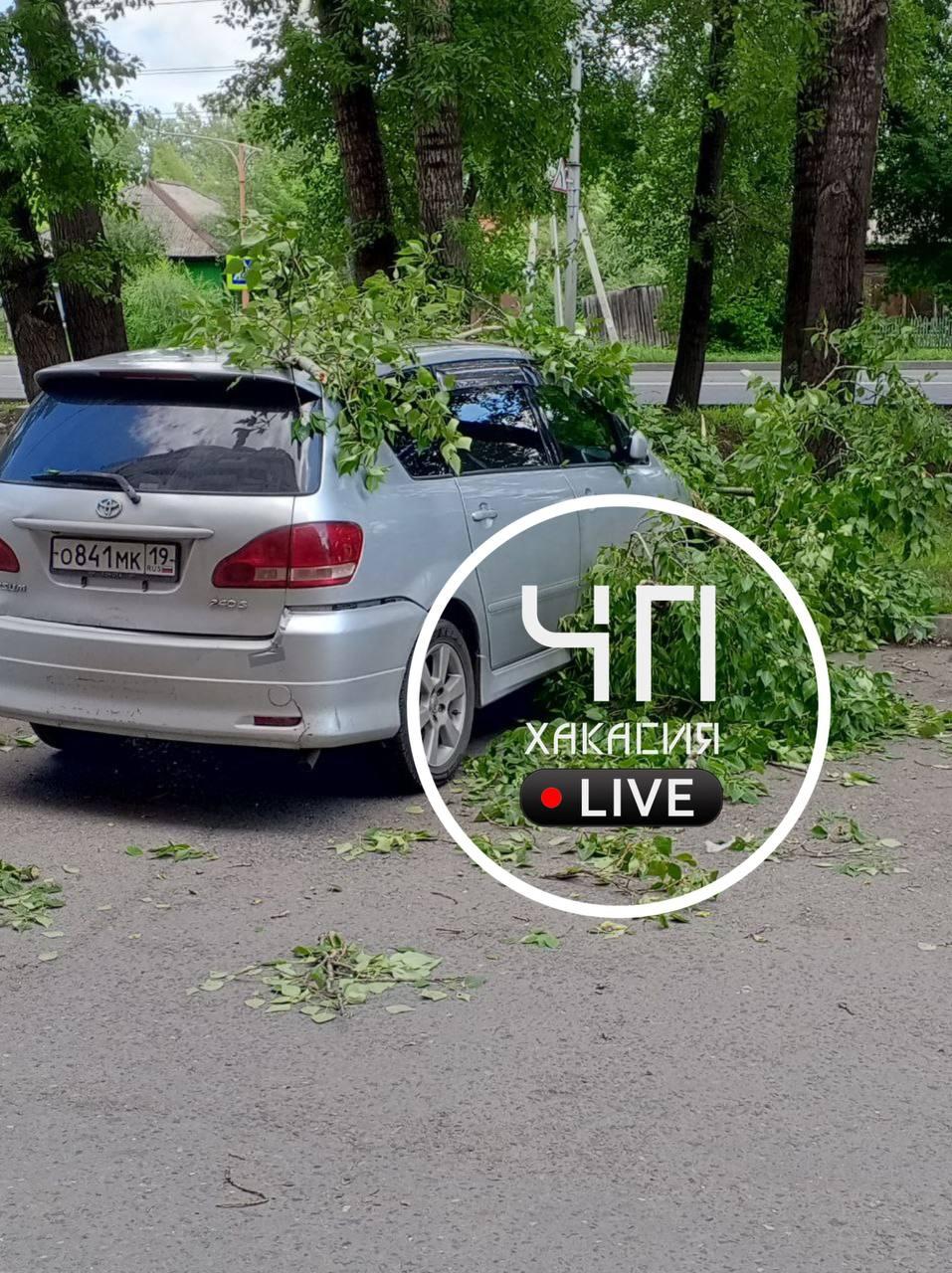 На Юбилейном ветка упала на автомобиль 🇷🇺 Источник: ЧП Хакасия