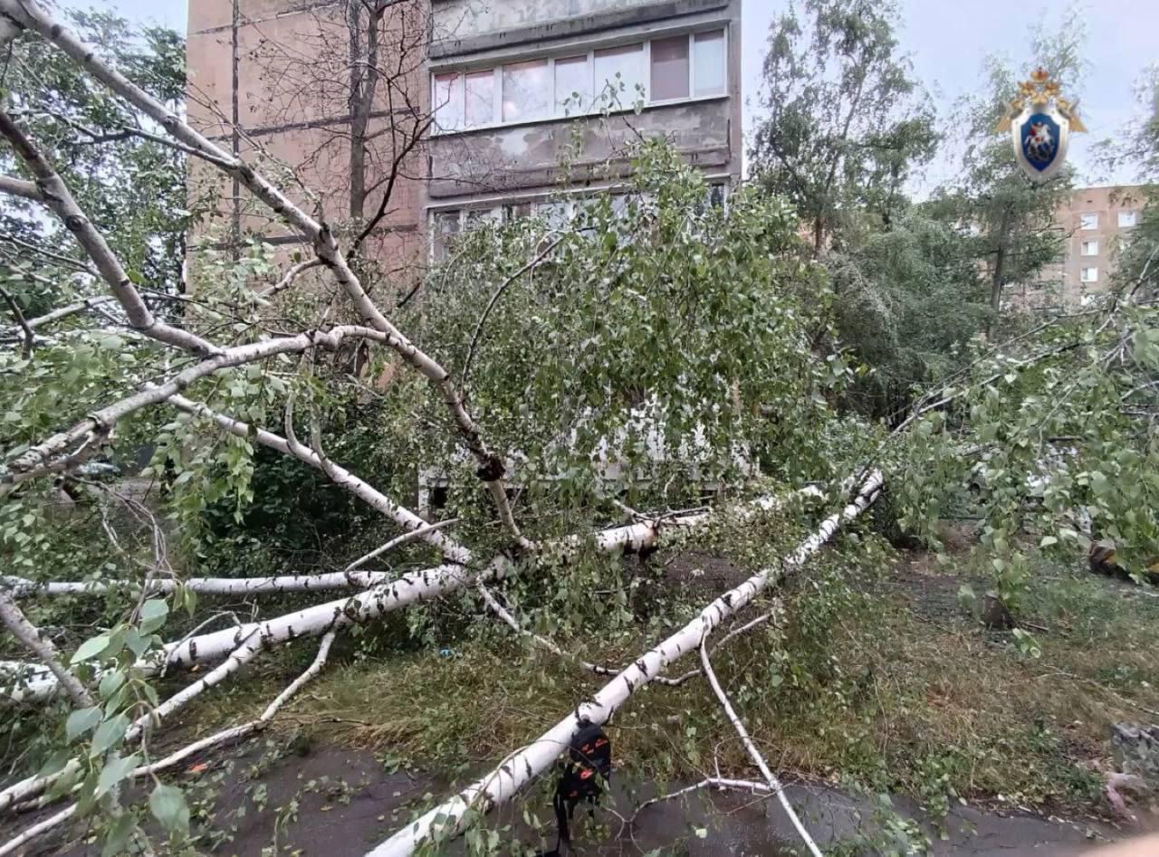 Дерево упало на ребенка во дворе многоквартирного дома в Донецке. Он скончался на месте