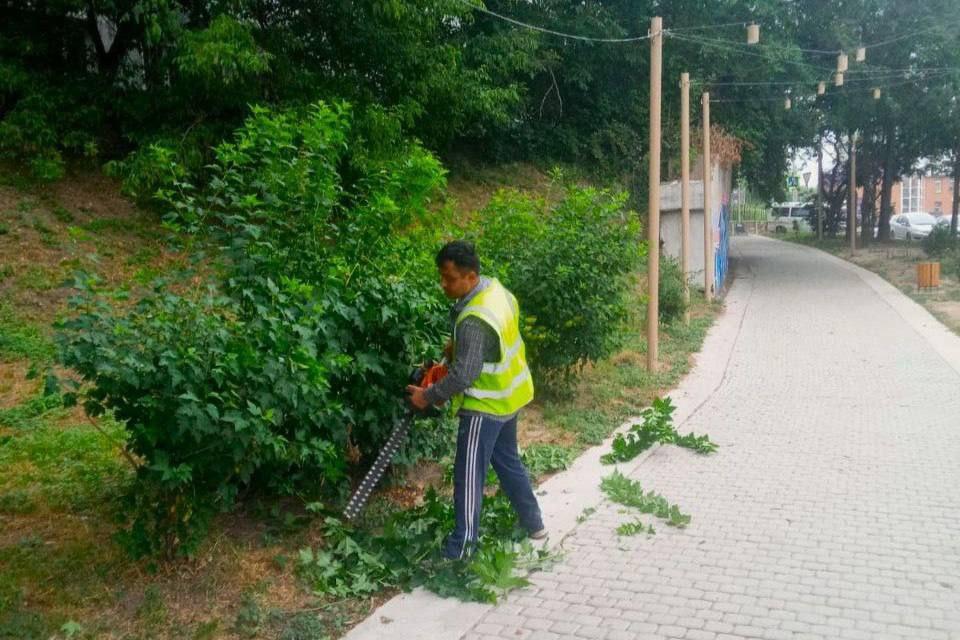 🌿🧹 Во Владивостоке вышли на охоту… на сорняки В парках, скверах и набережных...