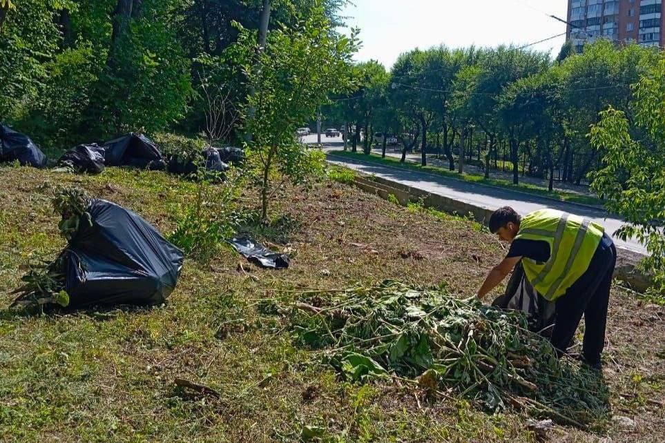 🌿🧹 Во Владивостоке вышли на охоту… на сорняки В парках, скверах и набережных...