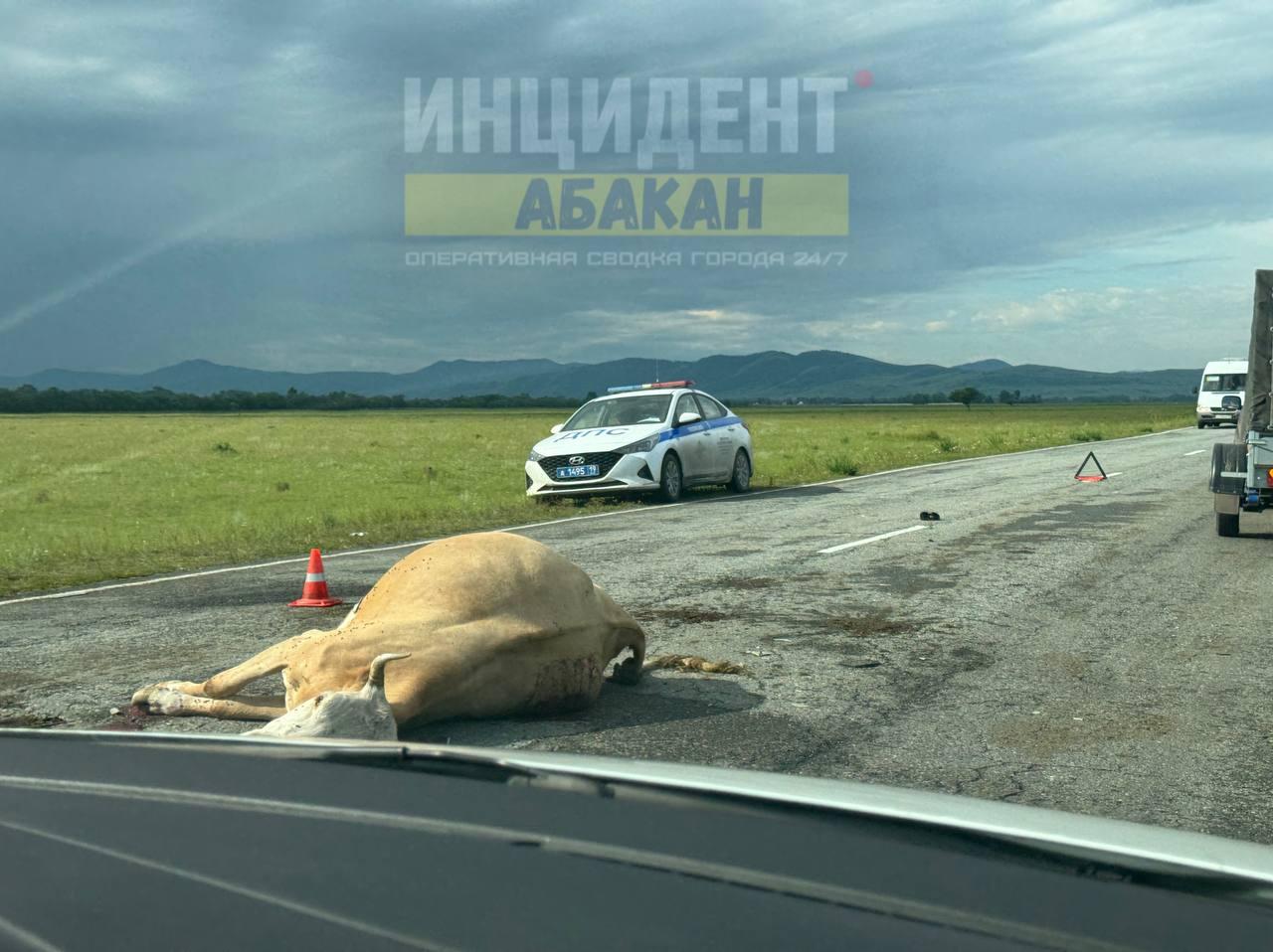 На трассе Абакан – Абаза легковой автомобиль столкнулся с крупным рогатым...