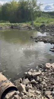 Очевидцы засняли на видео массовый мор рыбы в Исети