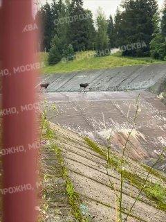 Два молодых лося в Подмосковье вторые сутки не могут выбраться из ловушки на...