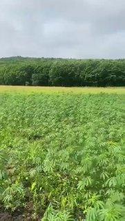 ❗️В Приморье обнаружили плантацию конопли размером с 3 футбольных поля.