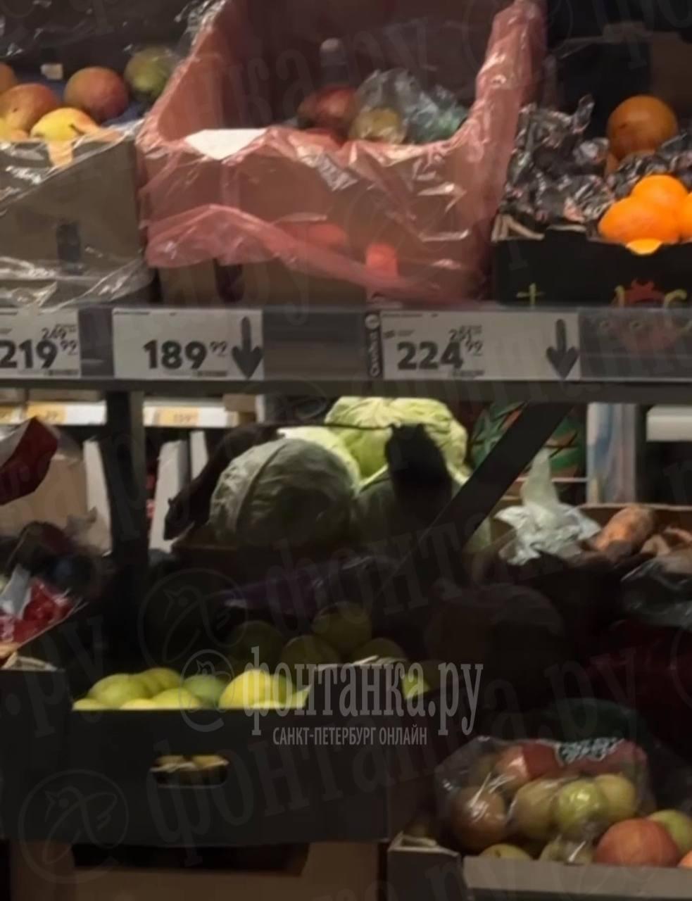 Продуктовый супермаркет на Народной захватили крысы.