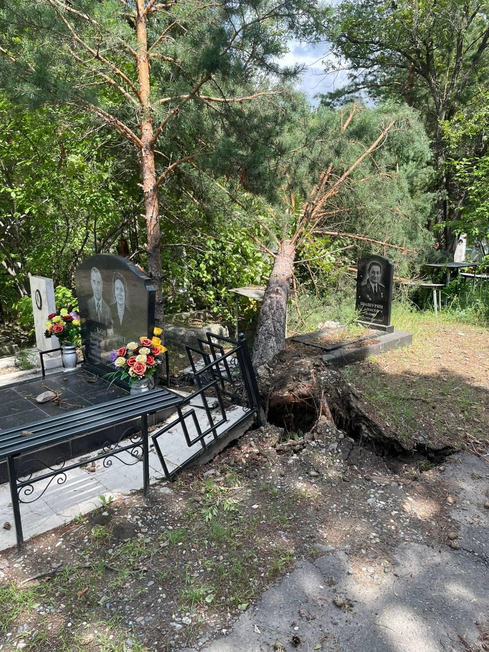 После ураганного ветра старое кладбище  №3 на Нижней Согре выглядит так.