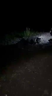Плохие новости из Приморья. Там медведь бросился под колеса авто прям во...