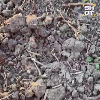 В Анапе местная жительница попала в ловушку из гвоздей во время пробежки и...