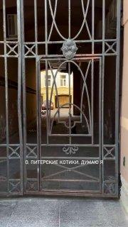 Петербургские коты попытались загнать крысу в угол, но та оказалась не из...