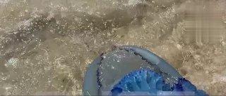 Необычные и крайне ядовитые медузы атакуют россиян