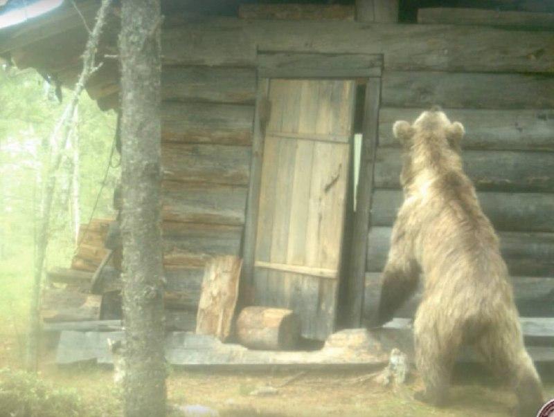В крае под отстрел попадет 81 косолапый хищник С начала 2025 года жители края...