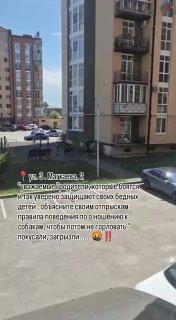 В Дагестане местные жители возмутились поведению детей, которые специально провоцировали уличных собак