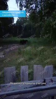 Медвежата близко подобрались к дачному участку