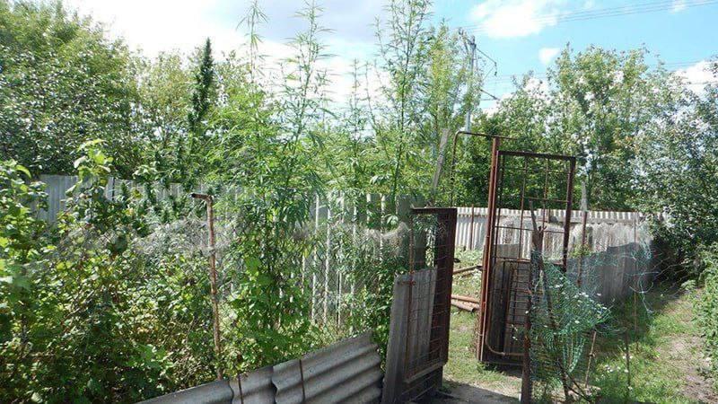 В Белгороде задержали местного жителя за выращивание конопли на приусадебном участке