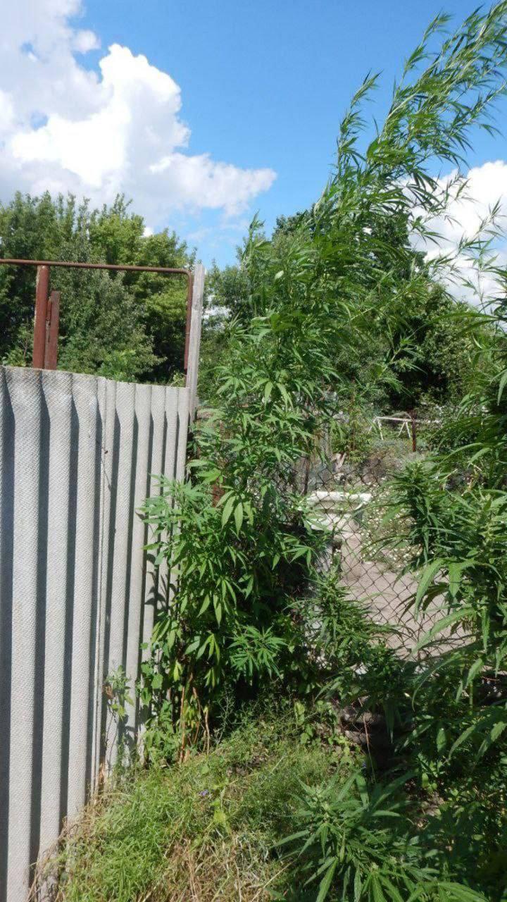 В Белгороде задержали местного жителя за выращивание конопли на приусадебном участке