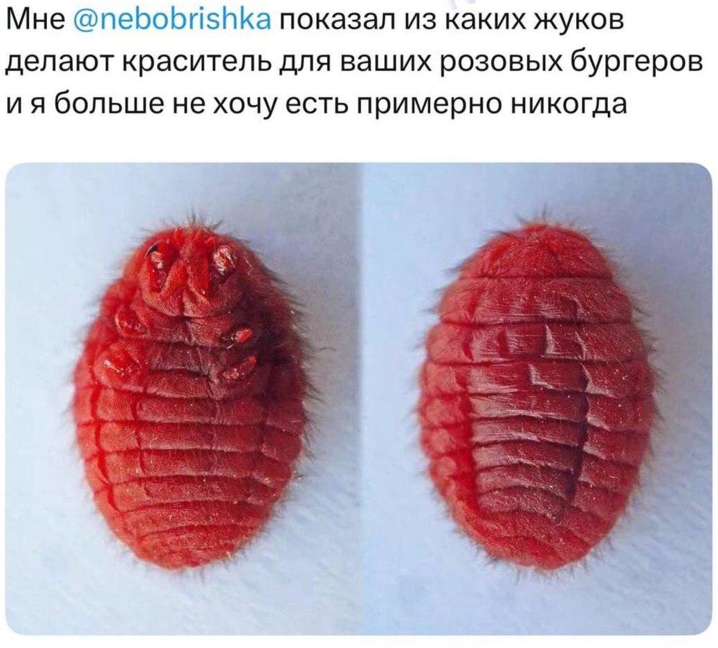 Приятного аппетита: популярные розовые бургеры красят с помощью жуков