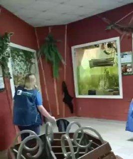 Юная тайра устроила побег из зоопарка Екатеринбурга. Малышулик не пострадал,...