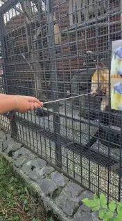 В Ленинградском зоопарке посетители попытались накормить харзу лакомством