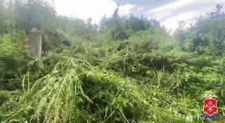 Сотрудники полиции в Осинниках нашли крупную плантацию дикорастущей конопли, она занимала 2 гектара на подконтрольной территории.
