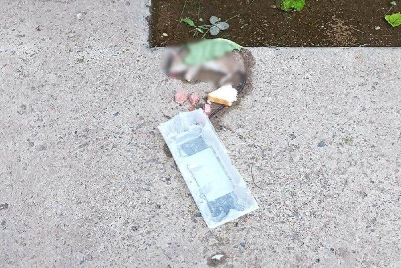 В нижнем Академгородке Красноярска за последние несколько дней были...
