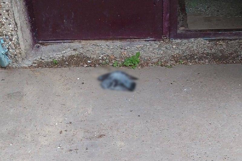 В нижнем Академгородке Красноярска за последние несколько дней были...