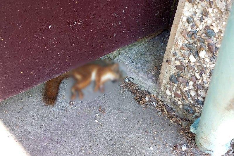 В нижнем Академгородке Красноярска за последние несколько дней были...
